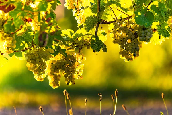 Uvas verdes en el viñedo sobre fondo verde brillante. Bengala solar —  Fotos de Stock