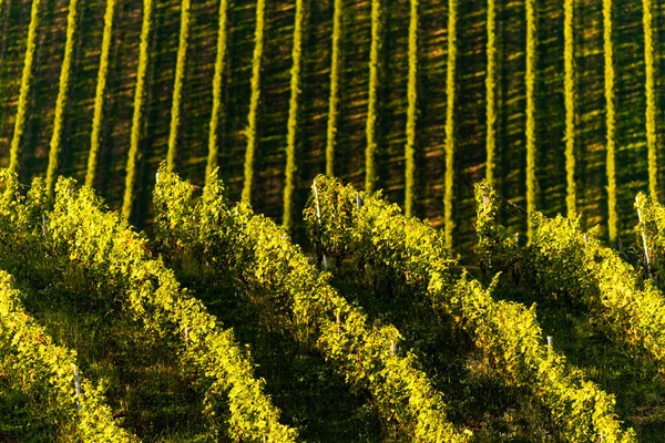 Řady vinic révy vinné. Podzimní krajina. Rakouské Jižní Štýrsko. Abstrakt podzimní vinice řádky. — Stock fotografie