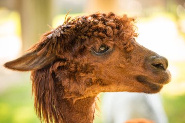 Hayvanat bahçesi Avusturya Styria Herberstein turistik hedef sonbahar zamanı kürklü kahverengi lama.