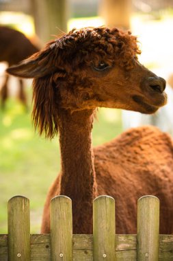 Hayvanat bahçesi Avusturya Styria Herberstein turistik hedef sonbahar zamanı kürklü kahverengi lama.