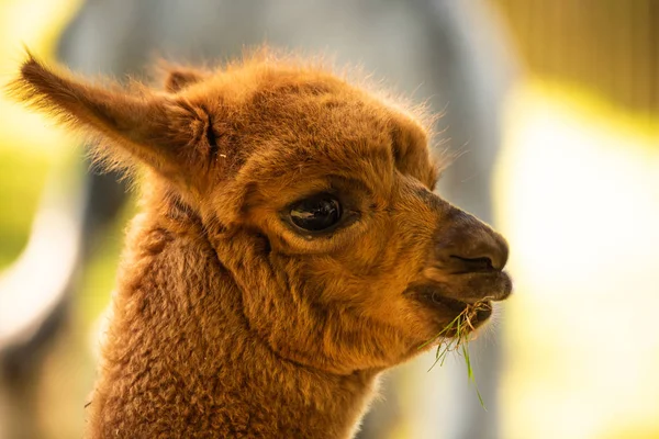 Pelziges braunes Lama im Tiergarten Österreich Styria Herberstein Reiseziel Herbstzeit. — Stockfoto