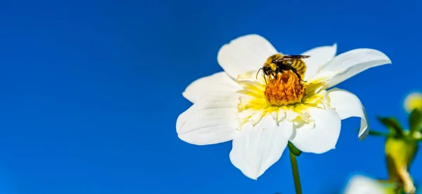 Bumble bee covered with yellow pollen collecting nectar from white flower against deep blue sky. Important for environment ecology sustainability. — Stock Photo, Image