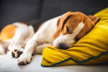 Komik Beagle köpeği yorgun, rahat bir kanepede uyur, kanepede, sarı yastıkta