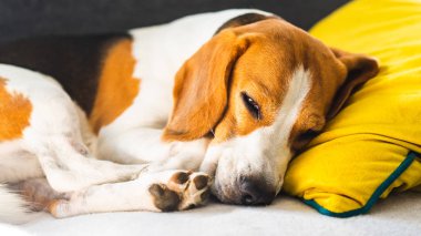 Komik Beagle köpeği yorgun, rahat bir kanepede uyur, kanepede, sarı yastıkta