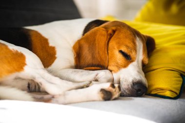 Komik Beagle köpeği yorgun, rahat bir kanepede uyur, kanepede, sarı yastıkta