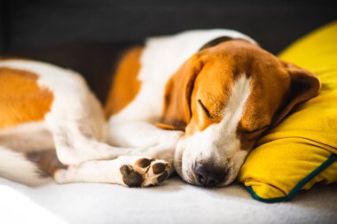 Komik Beagle köpeği yorgun, rahat bir kanepede uyur, kanepede, sarı yastıkta