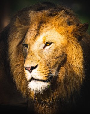 Avusturya Hayvanat Bahçesi 'nde aslan erkek. Styria Herberstein turizm merkezi. Sonbahar zamanı..