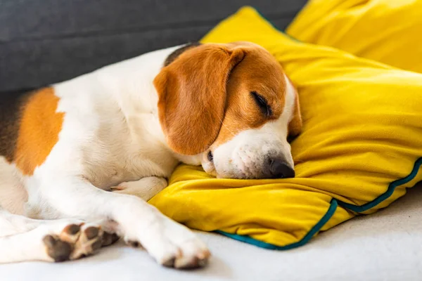 Забавный пес Бигл устал спит на уютном диване, диване, на желтой подушке — стоковое фото