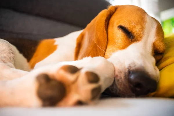 Divertido perro Beagle cansado duerme en un sofá acogedor, sofá, en cojín amarillo —  Fotos de Stock