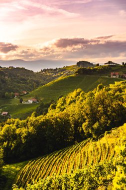 Leibnitz Kitzeck im Sausal Avusturya kırsal üzerinde üzüm bağları satır Günbatımı manzara