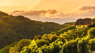 Leibnitz Kitzeck im Sausal Avusturya kırsal üzerinde üzüm bağları satır Günbatımı manzara