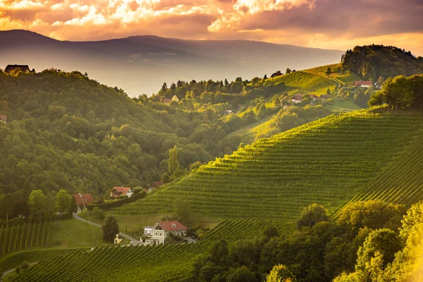 Tramonto paesaggio di filari di vigneti sulla campagna austriaca a Leibnitz Kitzeck im Sausal — Foto Stock