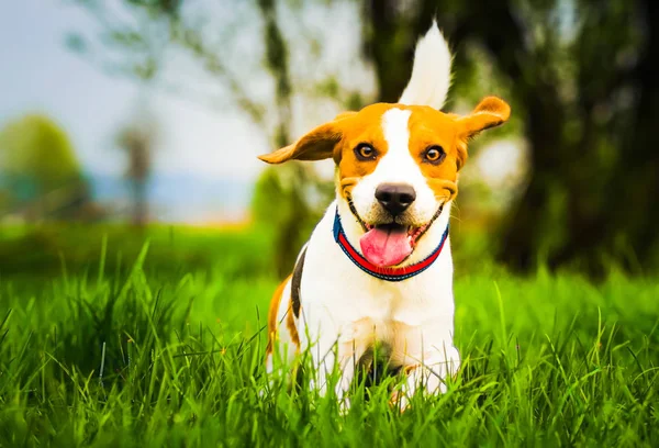 O cão com uma vara de madeira em um prado verde corre em direção à câmera. Beagle cão canino conceito ao ar livre . — Fotografia de Stock