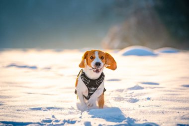 Beagle köpek çalışır ve güneşli bir soğuk günde kış alanında oynar.