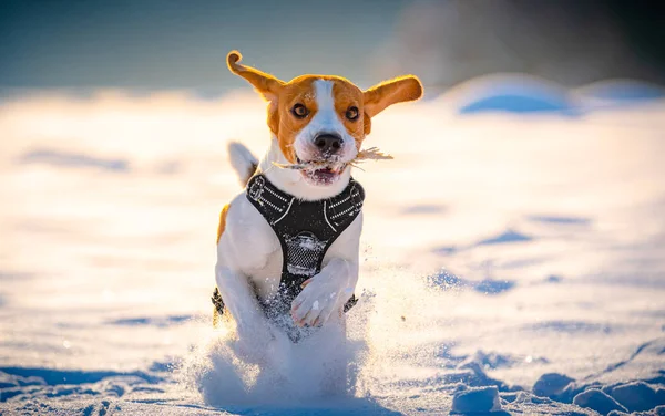 Beagle-Hund rennt und spielt an einem sonnigen frostigen Tag im Winterfeld. — Stockfoto