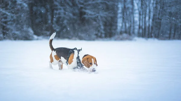 Beagle perro retrato al aire libre caminando en la nieve — Foto de Stock
