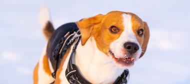 Beagle köpek çalışır ve güneşli bir soğuk günde kış alanında oynar.