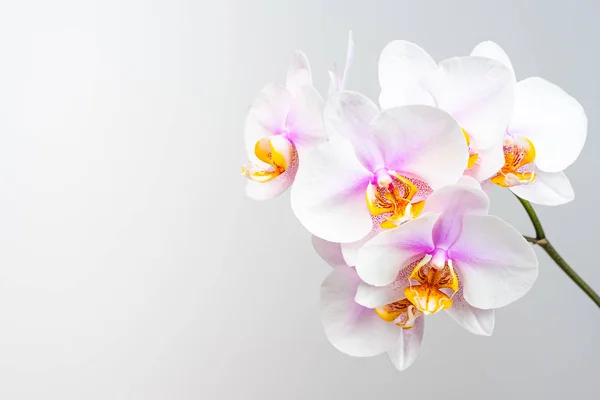 Różowe kwiaty orchidei na jasnym tle. Kopiuj przestrzeń po lewej stronie — Zdjęcie stockowe