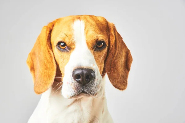 Zbliżenie psa rasy Beagle, portret, przed białym tłem — Zdjęcie stockowe