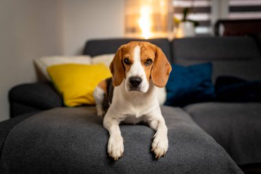 Safkan av köpeği kanepeye uzanmış kameraya bakıyor..