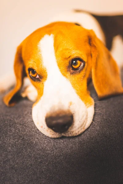 Perro beagle dormido en el sofá. Día perezoso en el sofá —  Fotos de Stock