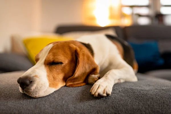 Slapen beagle hond op de bank. Luie dag op de bank — Stockfoto