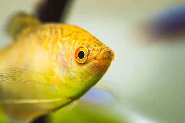 Aquarium Vissen Gouden gourami Trichogaster trichopterus Goud — Stockfoto