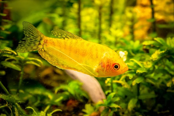 Ouro Gourami Trichogaster trichopterus — Fotografia de Stock