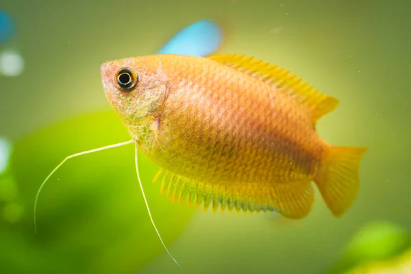 Bal gourami Trichogaster Chuna akvaryumdaki akvaryum balığı.