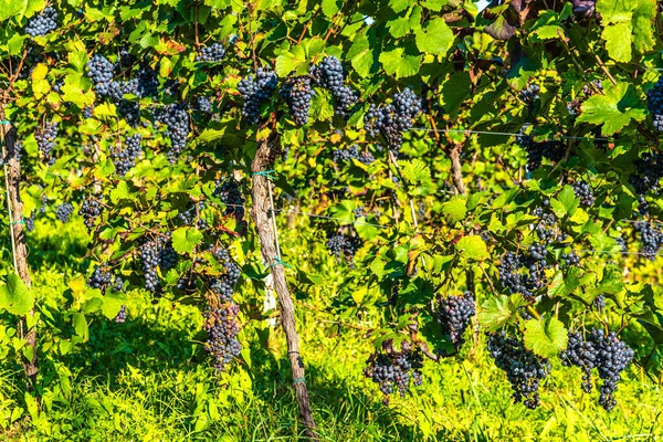 Red grapes on vine stock at wine yard, Austria south Styria — Stock Photo, Image