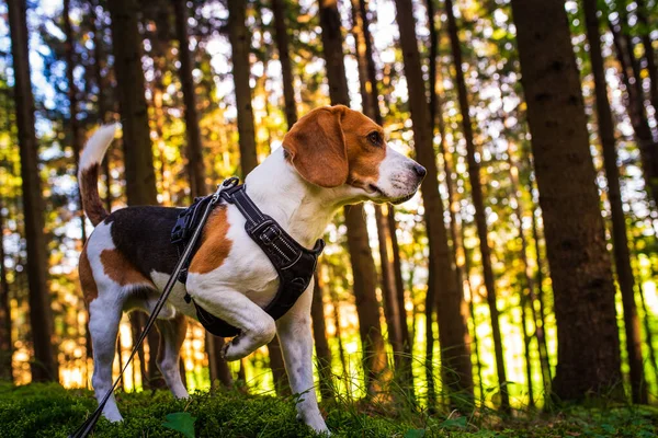 The beagle dog in sunny autumn forest. Alerted huond searching for scent and listening to the woods sounds. — Stock Photo, Image