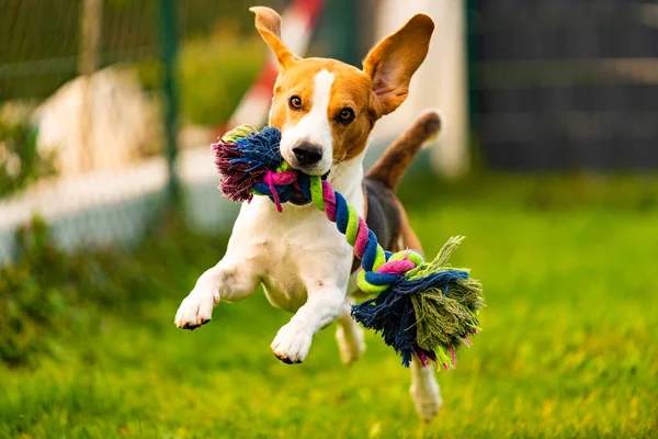 Beagle köpeği elinde oyuncakla kameraya doğru koşuyor. — Stok fotoğraf