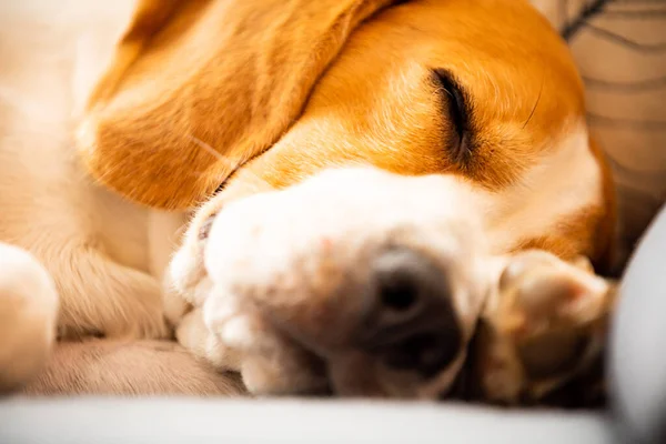Beagle perro dormir en sofá interior . —  Fotos de Stock