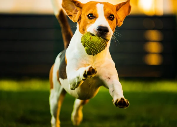 Beagle chien sautant et courant avec un jouet vers la caméra — Photo