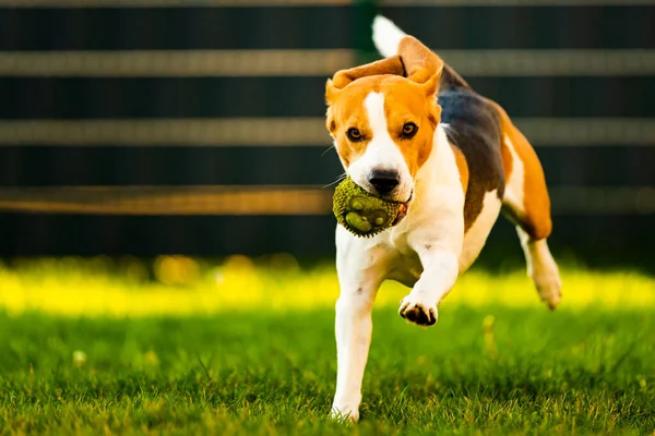 Beagle-Hund springt und rennt mit Spielzeug in Richtung Kamera — Stockfoto