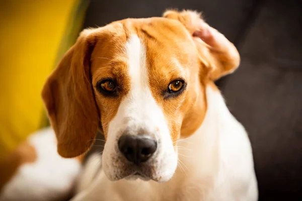 Beagle pies z jednym uchem odwrócił się na kanapie wewnątrz — Zdjęcie stockowe