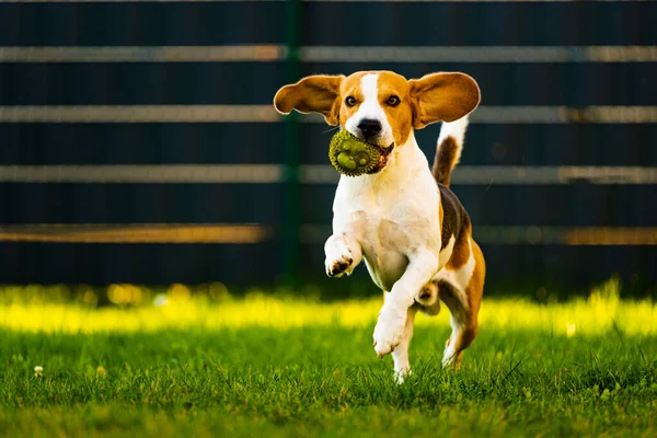 Beagle pies skacze i biegnie z zabawką w kierunku kamery — Zdjęcie stockowe