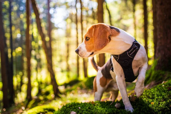 Il cane beagle nella soleggiata foresta autunnale. Allertato huond alla ricerca di profumo e ascolto dei suoni del bosco. — Foto Stock