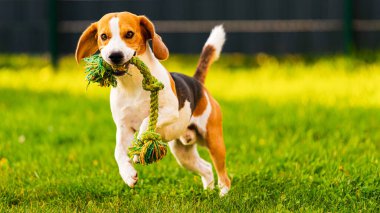 Beagle köpeği elinde oyuncakla kameraya doğru koşuyor.