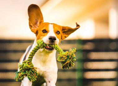 Beagle dog jumping and running with a toy towards the camera clipart