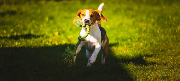 Beagle cane saltare e correre con un giocattolo verso la fotocamera — Foto Stock