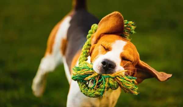 Anjing beagle melompat dan berlari dengan mainan ke arah kamera — Stok Foto