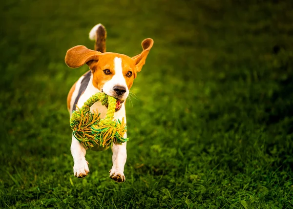 Beagle dog jumping and running with a toy towards the camera — Stock Photo, Image