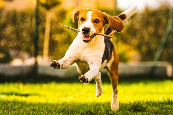 Dog Beagle with a stick on a green gras during autumn runs towards camera in garden. — Stock Photo, Image