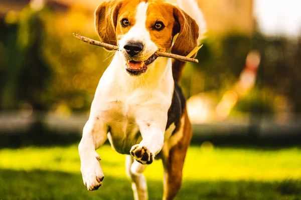 Anjing Beagle dengan tongkat pada gras hijau selama musim gugur berjalan menuju kamera di taman . — Stok Foto