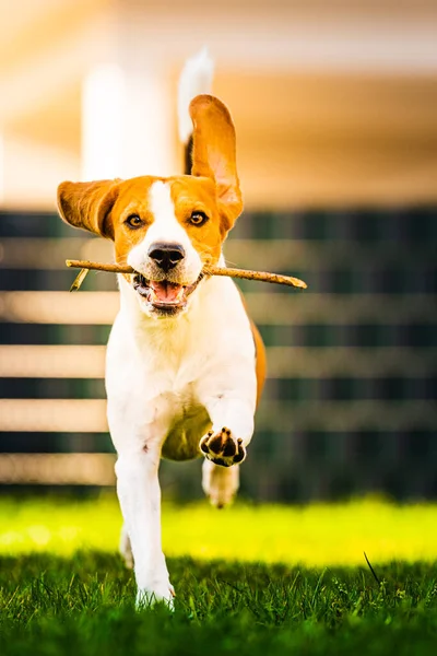 Koira Beagle kepillä vihreä maksa syksyllä kulkee kohti kameraa puutarhassa . — kuvapankkivalokuva