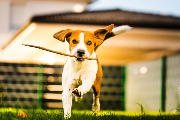 Anjing Beagle dengan tongkat pada gras hijau selama musim gugur berjalan menuju kamera di taman . — Stok Foto