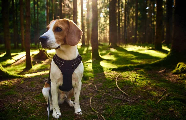 The beagle dog in sunny autumn forest. Alerted hound searching for scent and listening to the woods sounds. — Stock Photo, Image