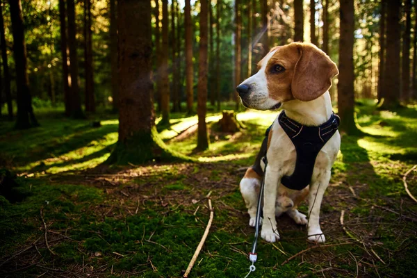 Der Beagle-Hund im sonnigen Herbstwald. Alarmierter Jagdhund sucht nach Geruch und lauscht den Lauten des Waldes. — Stockfoto