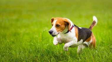 Mutlu Beagle köpeği sonbaharda kırsal alanda yeşil çimlerde koşuyor..